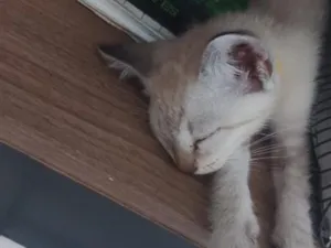 Gato raça Siamês idade 2 a 6 meses nome Gatinho...