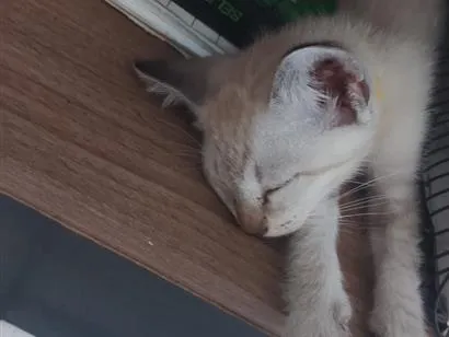Gato raça Siamês idade 2 a 6 meses nome Gatinho...