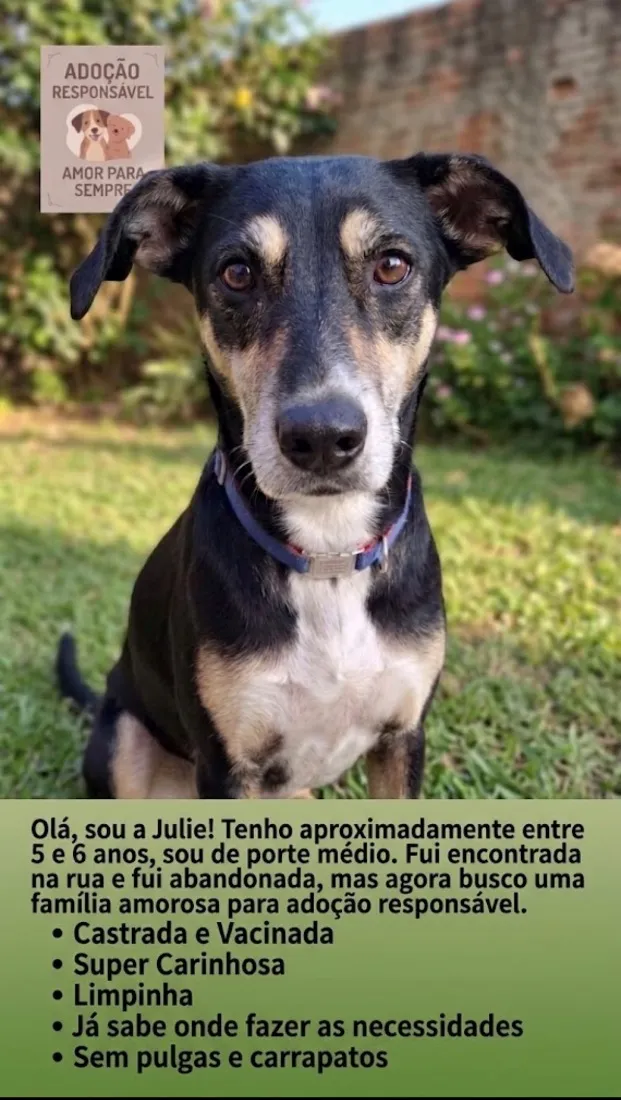Cachorro raça SRD-ViraLata idade 6 ou mais anos nome Julie