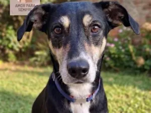 Cachorro raça SRD-ViraLata idade 6 ou mais anos nome Julie