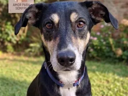 Cachorro raça SRD-ViraLata idade 6 ou mais anos nome Julie