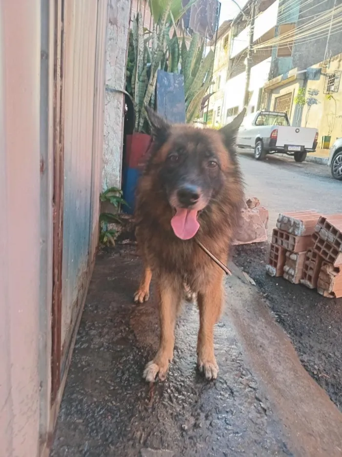 Cachorro raça Pastor Alemão idade 4 anos nome snap