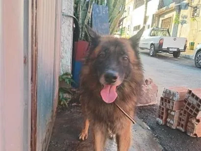 Cachorro raça Pastor Alemão idade 4 anos nome snap