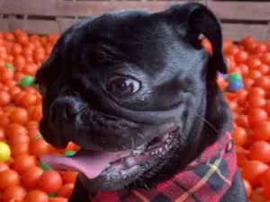 Cachorro raça Boxer idade 3 anos nome Pedro