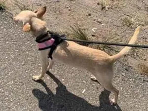 Cachorro raça SRD-ViraLata idade 3 anos nome Aurora