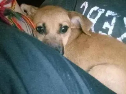 Cachorro raça SRD-ViraLata idade 7 a 11 meses nome mel