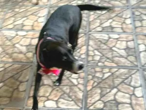 Cachorro raça SRD-ViraLata idade 6 ou mais anos nome Pretinha