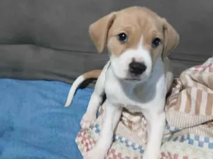 Cachorro raça SRD-ViraLata idade Abaixo de 2 meses nome Cacau 