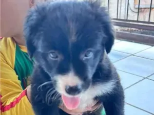 Cachorro raça SRD-ViraLata idade Abaixo de 2 meses nome Sem nome