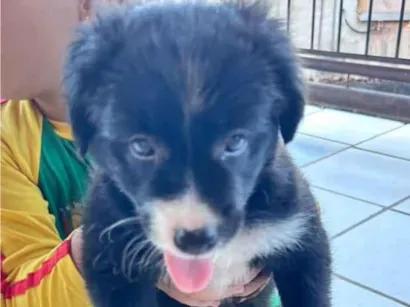 Cachorro raça SRD-ViraLata idade Abaixo de 2 meses nome Sem nome