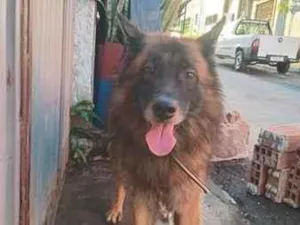 Cachorro raça Pastor Alemão idade 4 anos nome snap