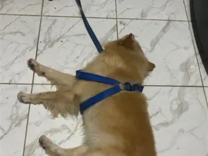 Cachorro raça  idade 7 a 11 meses nome Thor