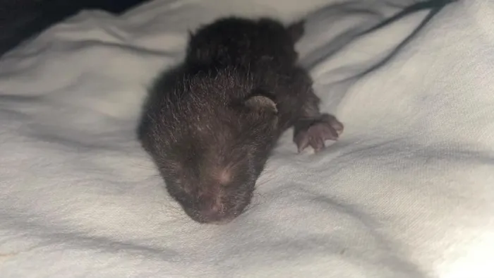 Gato raça SRD-ViraLata idade Abaixo de 2 meses nome sem nome 
