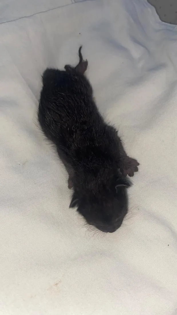 Gato raça SRD-ViraLata idade Abaixo de 2 meses nome sem nome 