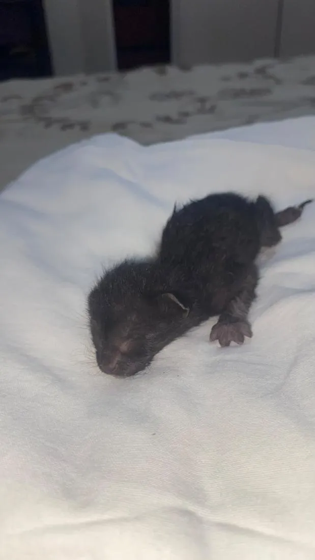 Gato raça SRD-ViraLata idade Abaixo de 2 meses nome sem nome 