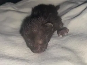 Gato raça SRD-ViraLata idade Abaixo de 2 meses nome sem nome 