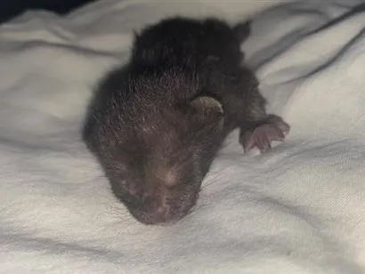 Gato raça SRD-ViraLata idade Abaixo de 2 meses nome sem nome 