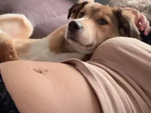 Cachorro raça SRD-ViraLata idade 2 a 6 meses nome Katryna 
