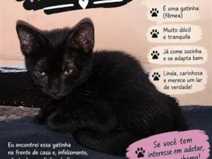 Gato raça SRD-ViraLata idade 2 a 6 meses nome mel 