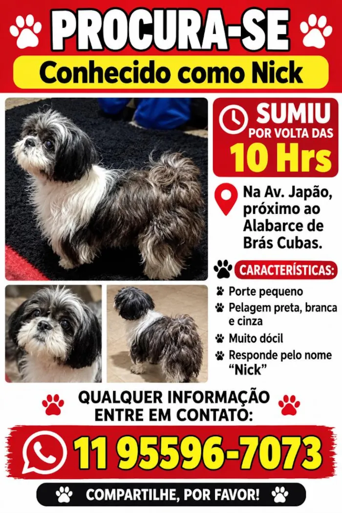 Cachorro raça Shitzu idade 2 anos nome Nick