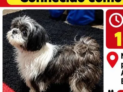 Cachorro raça Shitzu idade 2 anos nome Nick
