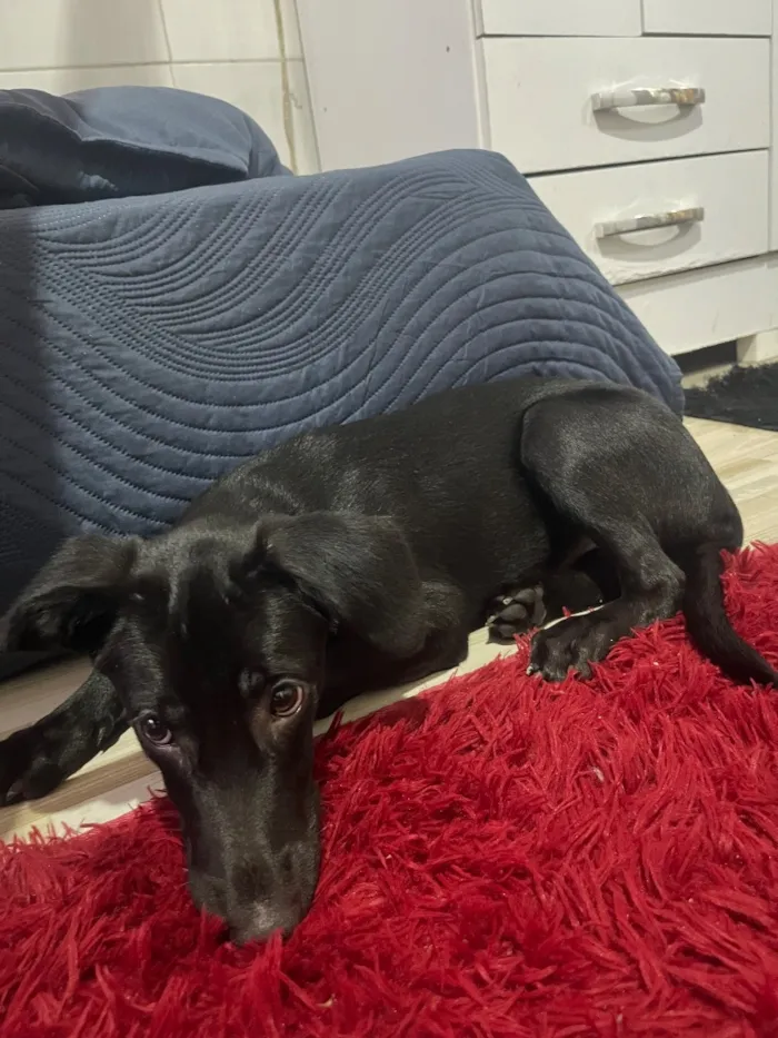 Cachorro raça SRD-ViraLata idade 2 a 6 meses nome Thor