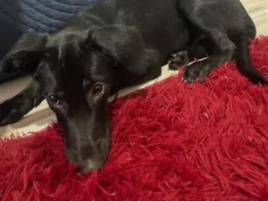 Cachorro raça SRD-ViraLata idade 2 a 6 meses nome Thor