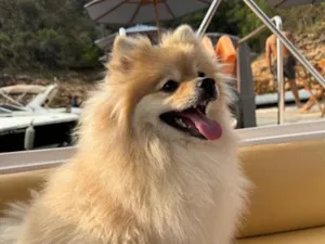 Cachorro raça Poodle idade 5 anos nome Bento