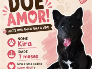 Cachorro raça SRD-ViraLata idade 7 a 11 meses nome Kira