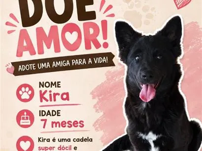 Cachorro raça SRD-ViraLata idade 7 a 11 meses nome Kira