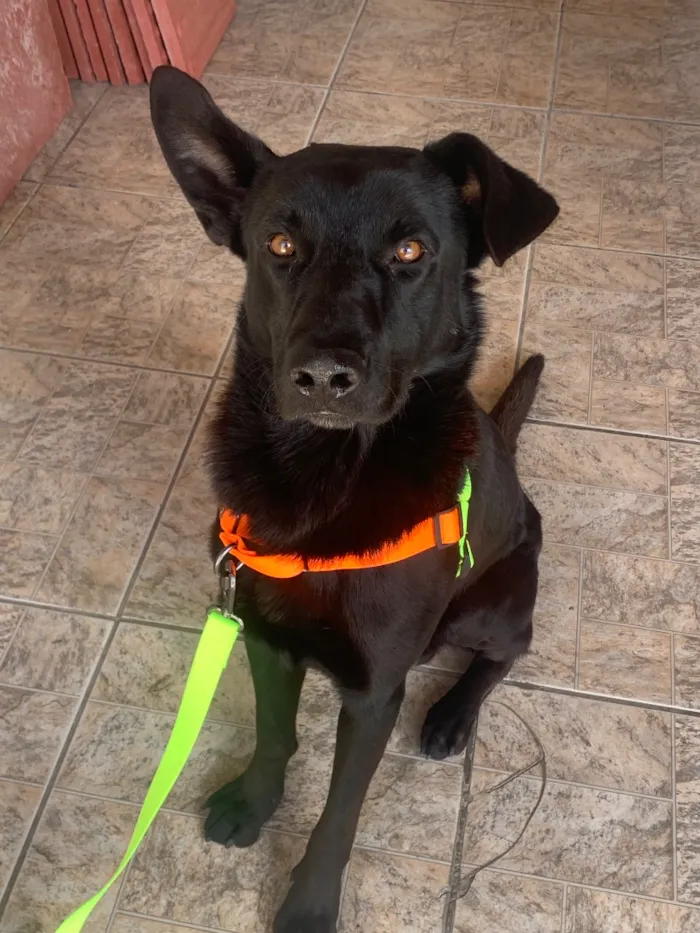 Cachorro raça SRD-ViraLata idade 6 ou mais anos nome Ragnar