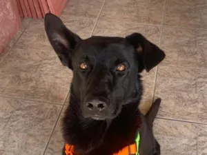 Cachorro raça SRD-ViraLata idade 6 ou mais anos nome Ragnar