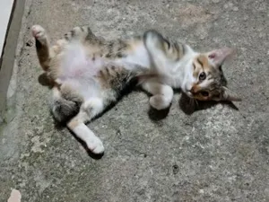 Gato raça SRD-ViraLata idade 2 a 6 meses nome Gato