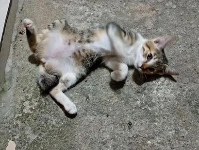 Gato raça SRD-ViraLata idade 2 a 6 meses nome Gato