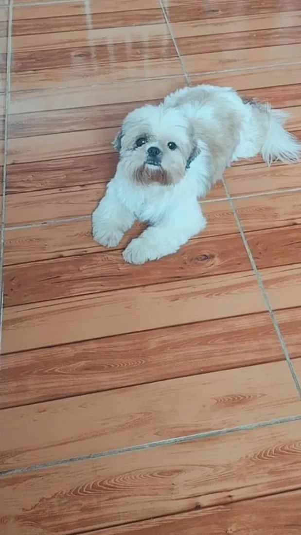 Cachorro raça SRD-ViraLata idade 6 ou mais anos nome Cadú