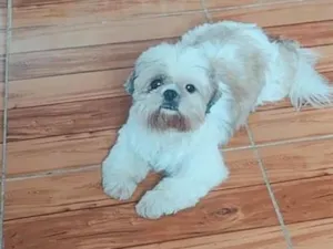 Cachorro raça SRD-ViraLata idade 6 ou mais anos nome Cadú