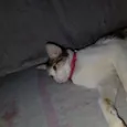 Lua