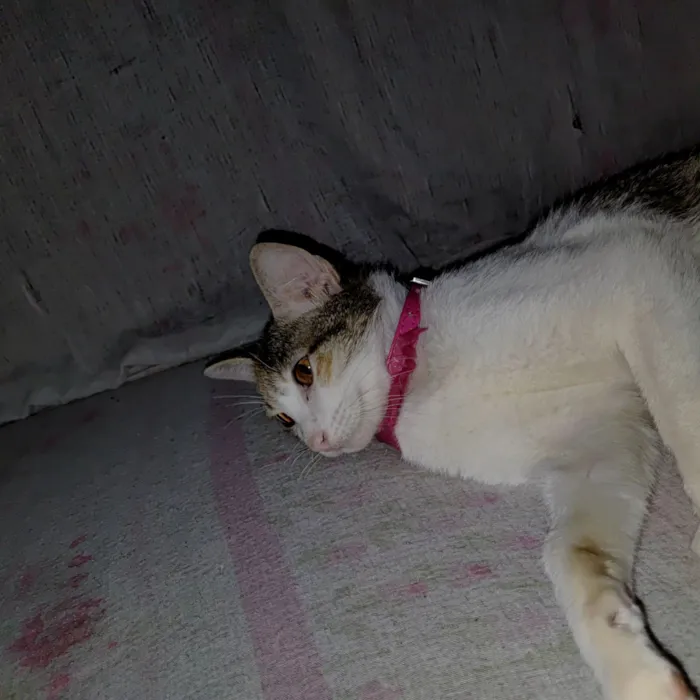 Gato raça SRD-ViraLata idade 2 a 6 meses nome Lua