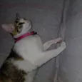Lua
