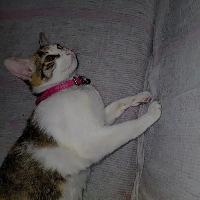 Gato raça SRD-ViraLata idade 2 a 6 meses nome Lua