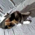 Lua