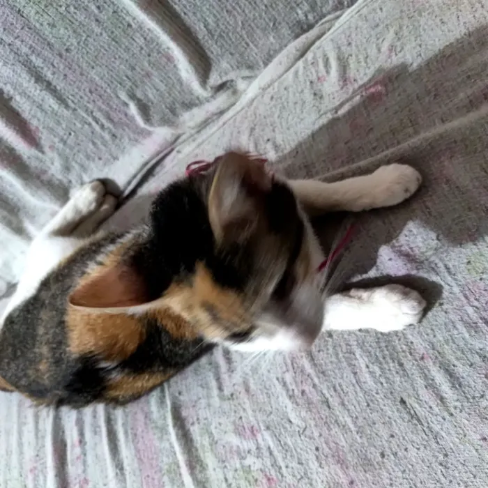 Gato raça SRD-ViraLata idade 2 a 6 meses nome Lua