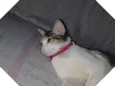 Lua