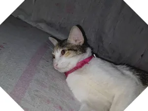 Gato raça SRD-ViraLata idade 2 a 6 meses nome Lua