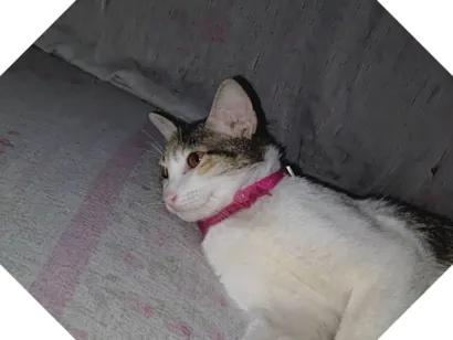 Gato raça SRD-ViraLata idade 2 a 6 meses nome Lua