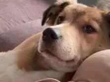 Cachorro raça SRD-ViraLata idade 2 a 6 meses nome Katryna 
