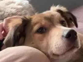 Cachorro raça SRD-ViraLata idade 2 a 6 meses nome Katryna 