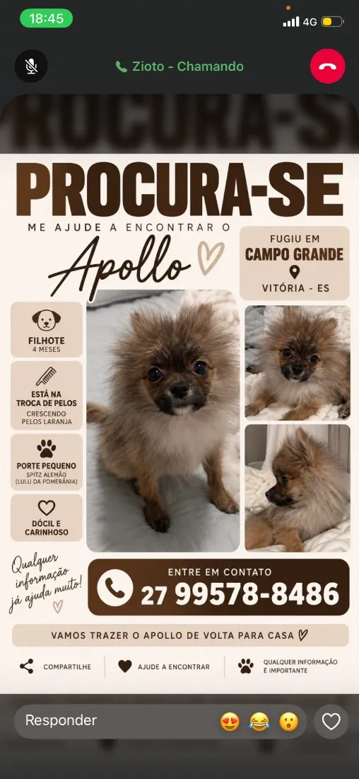 Cachorro raça SRD-ViraLata idade 2 a 6 meses nome Apollo