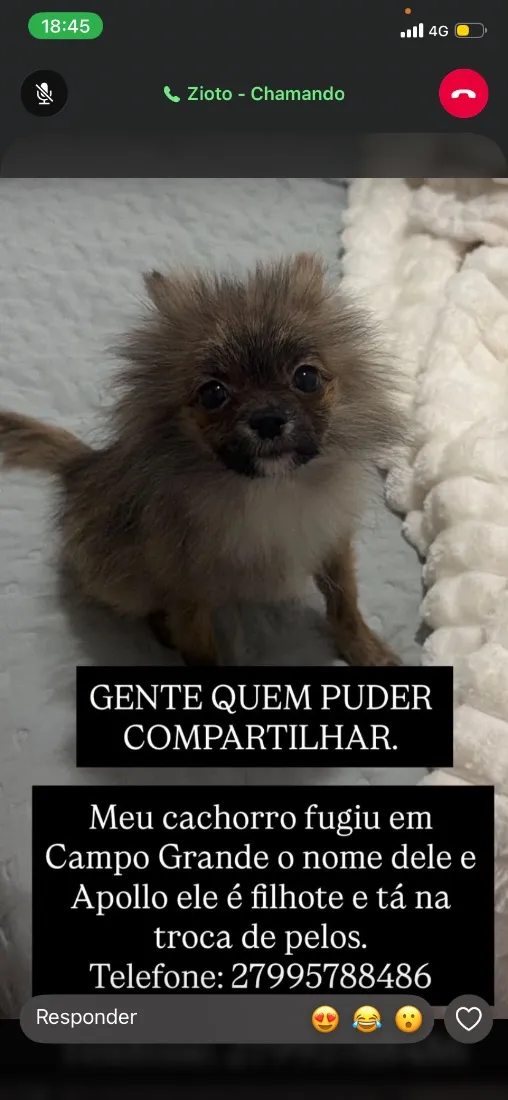 Cachorro raça SRD-ViraLata idade 2 a 6 meses nome Apollo