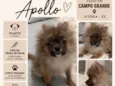 Apollo